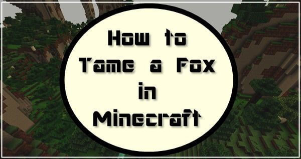 Comment apprivoiser un renard dans Minecraft ? Tutoriel 2020