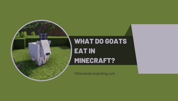 แพะกินอะไรใน Minecraft? [รายละเอียดคู่มือปี 2023]