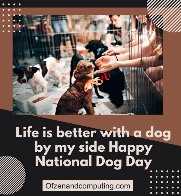 Instagram-Untertitel zum Nationalen Hundetag (2024)