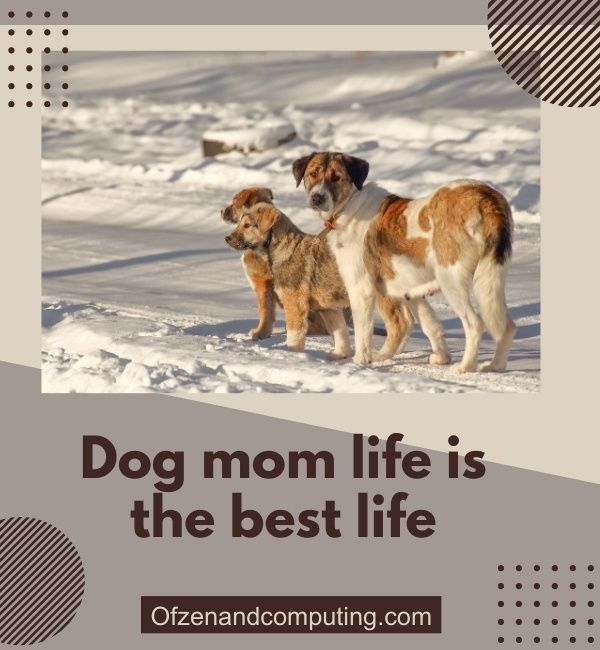 Légendes de maman de chien pour Instagram (2024)