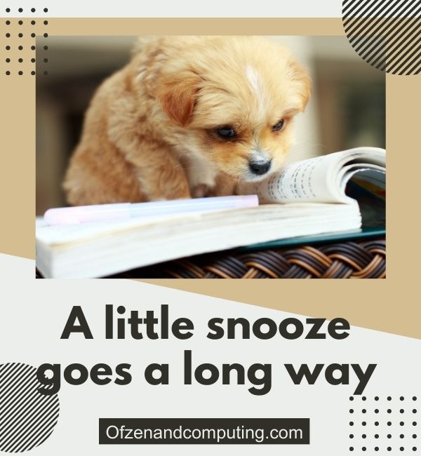 Luie hondenbijschriften voor Instagram (2024)