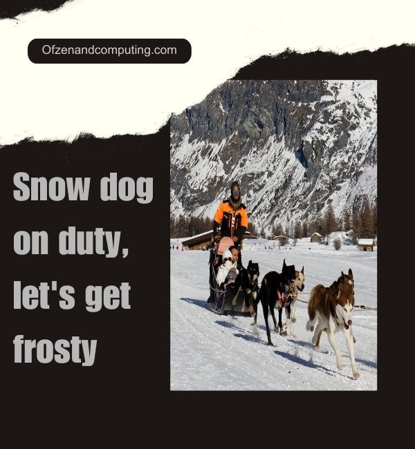Podpisy dla psów śnieżnych na Instagramie (2024)