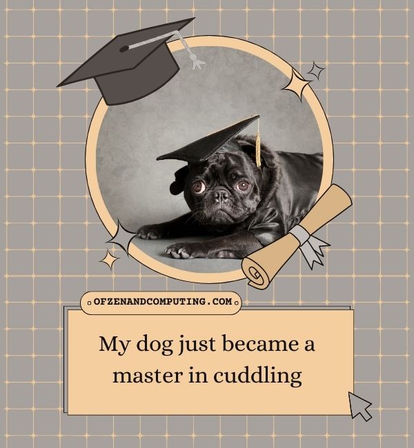 Légendes de remise des diplômes de chiens pour Instagram (2024)