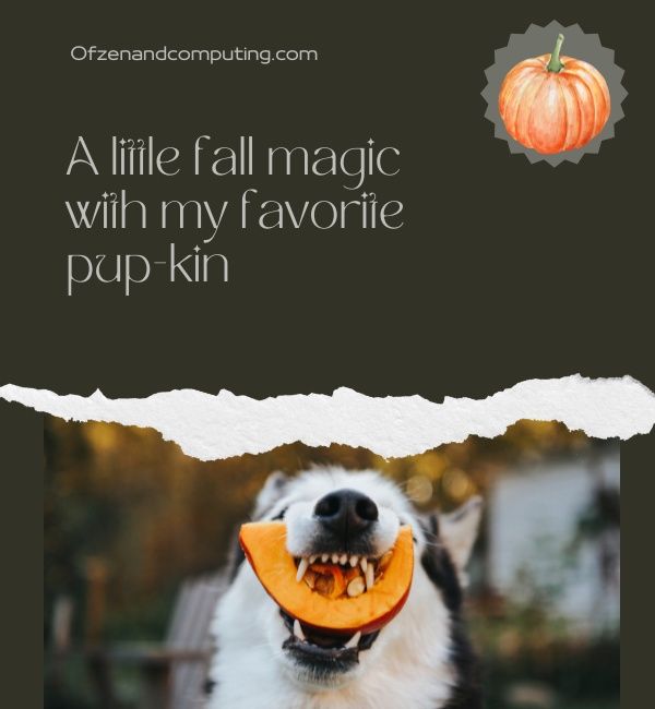 Dog Pumpkin Patch Captions For Instagram (2023)
