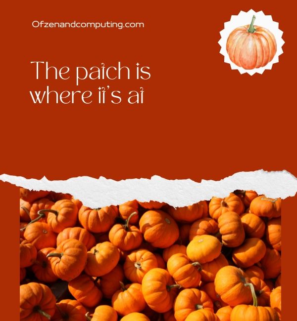 Pumpkin Patch Instagram-bijschriften voor vrienden (2023)