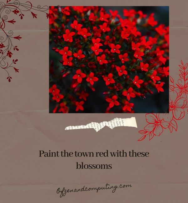 Rote Blumen-Untertitel für Instagram (2024)