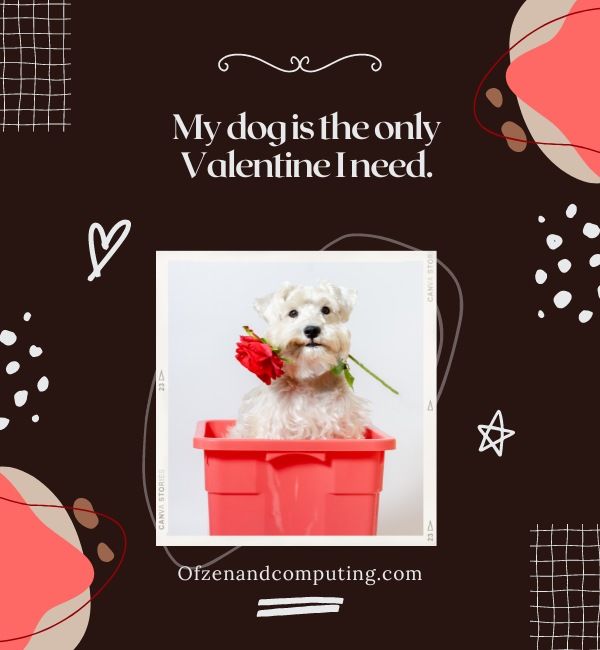 Légendes de chiens de la Saint-Valentin pour Instagram (2024)